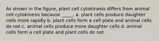 As shown in the figure, plant cell cytokinesis differs from animal cell cytokinesis because _____. a. plant cells produce daughter cells more rapidly b. plant cells form a cell plate and animal cells do not c. animal cells produce more daughter cells d. animal cells form a cell plate and plant cells do not