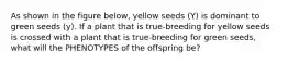 As shown in the figure below, yellow seeds (Y) is dominant to green seeds (y). If a plant that is true-breeding for yellow seeds is crossed with a plant that is true-breeding for green seeds, what will the PHENOTYPES of the offspring be?