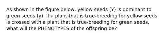 As shown in the figure below, yellow seeds (Y) is dominant to green seeds (y). If a plant that is true-breeding for yellow seeds is crossed with a plant that is true-breeding for green seeds, what will the PHENOTYPES of the offspring be?