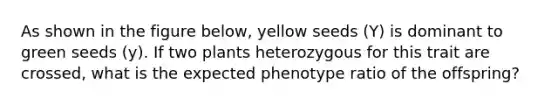 As shown in the figure below, yellow seeds (Y) is dominant to green seeds (y). If two plants heterozygous for this trait are crossed, what is the expected phenotype ratio of the offspring?