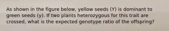 As shown in the figure below, yellow seeds (Y) is dominant to green seeds (y). If two plants heterozygous for this trait are crossed, what is the expected genotype ratio of the offspring?