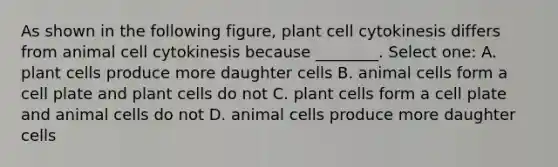 As shown in the following figure, plant cell cytokinesis differs from animal cell cytokinesis because ________. Select one: A. plant cells produce more daughter cells B. animal cells form a cell plate and plant cells do not C. plant cells form a cell plate and animal cells do not D. animal cells produce more daughter cells