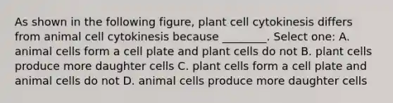 As shown in the following figure, plant cell cytokinesis differs from animal cell cytokinesis because ________. Select one: A. animal cells form a cell plate and plant cells do not B. plant cells produce more daughter cells C. plant cells form a cell plate and animal cells do not D. animal cells produce more daughter cells