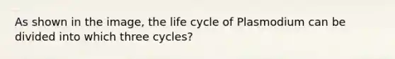 As shown in the image, the life cycle of Plasmodium can be divided into which three cycles?