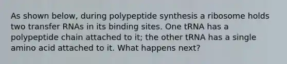 As shown below, during polypeptide synthesis a ribosome holds two transfer RNAs in its binding sites. One tRNA has a polypeptide chain attached to it; the other tRNA has a single amino acid attached to it. What happens next?