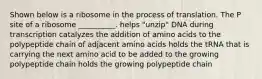 Shown below is a ribosome in the process of translation. The P site of a ribosome __________. helps "unzip" DNA during transcription catalyzes the addition of amino acids to the polypeptide chain of adjacent amino acids holds the tRNA that is carrying the next amino acid to be added to the growing polypeptide chain holds the growing polypeptide chain