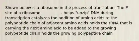 Shown below is a ribosome in the process of translation. The P site of a ribosome __________. helps "unzip" DNA during transcription catalyzes the addition of amino acids to the polypeptide chain of adjacent amino acids holds the tRNA that is carrying the next amino acid to be added to the growing polypeptide chain holds the growing polypeptide chain