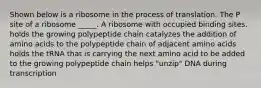 Shown below is a ribosome in the process of translation. The P site of a ribosome _____. A ribosome with occupied binding sites. holds the growing polypeptide chain catalyzes the addition of amino acids to the polypeptide chain of adjacent amino acids holds the tRNA that is carrying the next amino acid to be added to the growing polypeptide chain helps "unzip" DNA during transcription