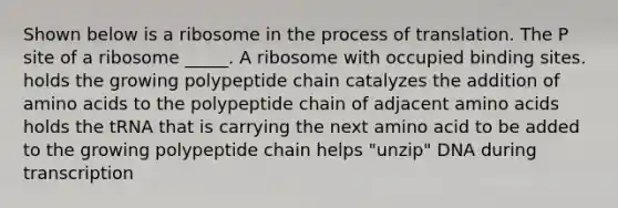 Shown below is a ribosome in the process of translation. The P site of a ribosome _____. A ribosome with occupied binding sites. holds the growing polypeptide chain catalyzes the addition of amino acids to the polypeptide chain of adjacent amino acids holds the tRNA that is carrying the next amino acid to be added to the growing polypeptide chain helps "unzip" DNA during transcription