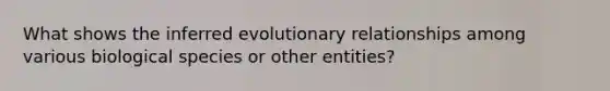 What shows the inferred evolutionary relationships among various biological species or other entities?