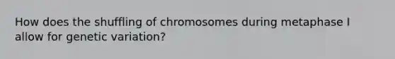 How does the shuffling of chromosomes during metaphase I allow for genetic variation?