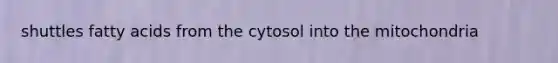 shuttles fatty acids from the cytosol into the mitochondria