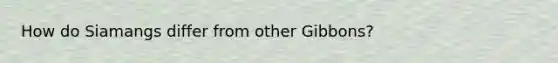 How do Siamangs differ from other Gibbons?