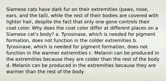 Siamese cats have dark fur on their extremities (paws, nose, ears, and the tail), while the rest of their bodies are covered with lighter hair, despite the fact that only one gene controls their coat color. Why does the coat color differ at different places on a Siamese cat's body? a. Tyrosinase, which is needed for pigment formation, does not function in the colder extremities b. Tyrosinase, which is needed for pigment formation, does not function in the warmer extremities c. Melanin can be produced in the extremities because they are colder than the rest of the body d. Melanin can be produced in the extremities because they are warmer than the rest of the body