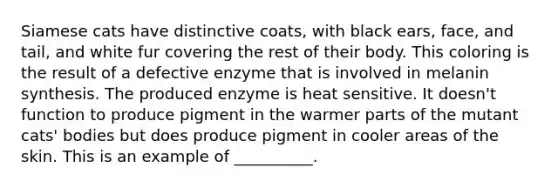 Siamese cats have distinctive coats, with black ears, face, and tail, and white fur covering the rest of their body. This coloring is the result of a defective enzyme that is involved in melanin synthesis. The produced enzyme is heat sensitive. It doesn't function to produce pigment in the warmer parts of the mutant cats' bodies but does produce pigment in cooler areas of the skin. This is an example of __________.