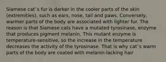 Siamese cat′′s fur is darker in the cooler parts of the skin (extremities), such as ears, nose, tail and paws. Conversely, warmer parts of the body are associated with lighter fur. The reason is that Siamese cats have a mutated tyrosinase, enzyme that produces pigment melanin. This mutant enzyme is temperature-sensitive, so the increase in the temperature decreases the activity of the tyrosinase. That is why cat′′s warm parts of the body are coated with melanin-lacking hair