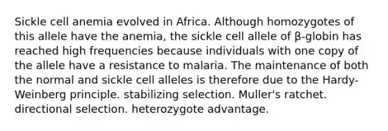 Sickle cell anemia evolved in Africa. Although homozygotes of this allele have the anemia, the sickle cell allele of β-globin has reached high frequencies because individuals with one copy of the allele have a resistance to malaria. The maintenance of both the normal and sickle cell alleles is therefore due to the Hardy-Weinberg principle. stabilizing selection. Muller's ratchet. directional selection. heterozygote advantage.