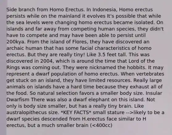 Side branch from <a href='https://www.questionai.com/knowledge/kI1ONx7LAC-homo-erectus' class='anchor-knowledge'>homo erectus</a>. In Indonesia, Homo erectus persists while on the mainland it evolves It's possible that while the sea levels were changing homo erectus became isolated. On islands and far away from competing human species, they didn't have to compete and may have been able to persist until 200kya. From the island of Flores, they have discovered an archaic human that has some facial characteristics of homo erectus. But they are really tiny! Like 3.5 feet tall. This was discovered in 2004, which is around the time that Lord of the Rings was coming out. They were nicknamed the hobbits. It may represent a dwarf population of homo erectus. When vertebrates get stuck on an island, they have limited resources. Really large animals on islands have a hard time because they exhaust all of the food. So natural selection favors a smaller body size. Insular Dwarfism There was also a dwarf elephant on this island. Not only is body size smaller, but has a really tiny brain. Like australopithecus size. *KEY FACTS* small stature -->likely to be a dwarf species descended from H.erectus face similar to H erectus, but a much smaller brain (<400cc)