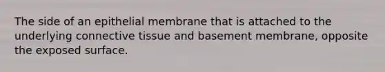The side of an epithelial membrane that is attached to the underlying connective tissue and basement membrane, opposite the exposed surface.