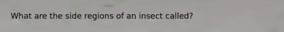 What are the side regions of an insect called?