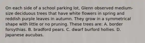 On each side of a school parking lot, Glenn observed medium-size deciduous trees that have white flowers in spring and reddish purple leaves in autumn. They grow in a symmetrical shape with little or no pruning. These trees are: A. border forsythias. B. bradford pears. C. dwarf burford hollies. D. Japanese aucubas.