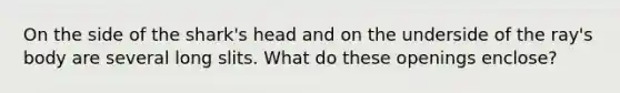 On the side of the shark's head and on the underside of the ray's body are several long slits. What do these openings enclose?