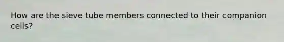 How are the sieve tube members connected to their companion cells?