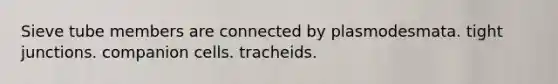 Sieve tube members are connected by plasmodesmata. tight junctions. companion cells. tracheids.