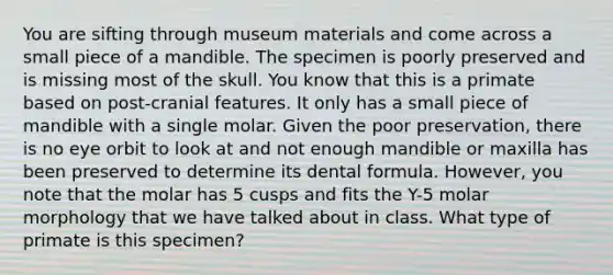 You are sifting through museum materials and come across a small piece of a mandible. The specimen is poorly preserved and is missing most of the skull. You know that this is a primate based on post-cranial features. It only has a small piece of mandible with a single molar. Given the poor preservation, there is no eye orbit to look at and not enough mandible or maxilla has been preserved to determine its dental formula. However, you note that the molar has 5 cusps and fits the Y-5 molar morphology that we have talked about in class. What type of primate is this specimen?