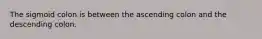 The sigmoid colon is between the ascending colon and the descending colon.