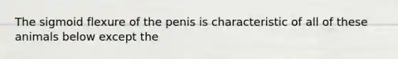 The sigmoid flexure of the penis is characteristic of all of these animals below except the