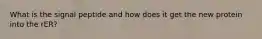 What is the signal peptide and how does it get the new protein into the rER?