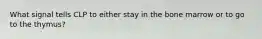 What signal tells CLP to either stay in the bone marrow or to go to the thymus?