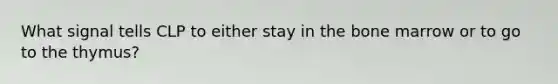 What signal tells CLP to either stay in the bone marrow or to go to the thymus?
