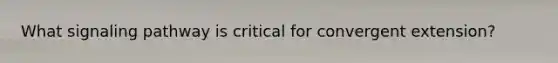 What signaling pathway is critical for convergent extension?