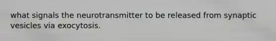 what signals the neurotransmitter to be released from synaptic vesicles via exocytosis.