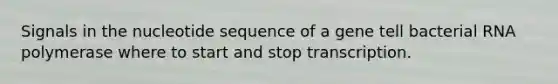 Signals in the nucleotide sequence of a gene tell bacterial RNA polymerase where to start and stop transcription.