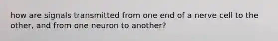 how are signals transmitted from one end of a nerve cell to the other, and from one neuron to another?