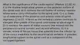 What is the significance of the cauda equina? (Module 12.2E) A) It is the shallow longitudinal groove on the posterior surface of the spinal cord. B) It contains the cell bodies of sensory neurons whose axons carry information to the spinal cord. C) It is made up of extensions of the posterior and anterior roots of spinal segments L2 to S5. It forms as the vertebral column continues to elongate after growth of the spinal cord ceases at about age 4. D) It contains the axons of motor neurons that extend into the periphery to control somatic and visceral effectors. E) It is slender strand of fibrous tissue that extends from the inferior tip of the conus medullaris to the second sacral vertebra. It provides longitudinal support to the spinal cord as a component of the coccygeal ligament.