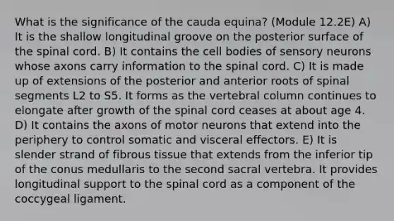 What is the significance of the cauda equina? (Module 12.2E) A) It is the shallow longitudinal groove on the posterior surface of <a href='https://www.questionai.com/knowledge/kkAfzcJHuZ-the-spinal-cord' class='anchor-knowledge'>the spinal cord</a>. B) It contains the cell bodies of sensory neurons whose axons carry information to the spinal cord. C) It is made up of extensions of the posterior and anterior roots of spinal segments L2 to S5. It forms as the <a href='https://www.questionai.com/knowledge/ki4fsP39zf-vertebral-column' class='anchor-knowledge'>vertebral column</a> continues to elongate after growth of the spinal cord ceases at about age 4. D) It contains the axons of motor neurons that extend into the periphery to control somatic and visceral effectors. E) It is slender strand of fibrous tissue that extends from the inferior tip of the conus medullaris to the second sacral vertebra. It provides longitudinal support to the spinal cord as a component of the coccygeal ligament.