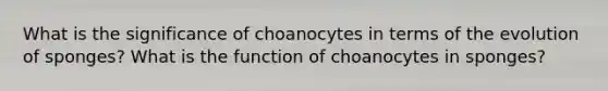 What is the significance of choanocytes in terms of the evolution of sponges? What is the function of choanocytes in sponges?