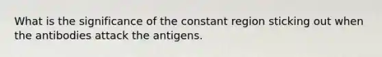 What is the significance of the constant region sticking out when the antibodies attack the antigens.