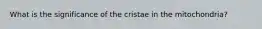 What is the significance of the cristae in the mitochondria?