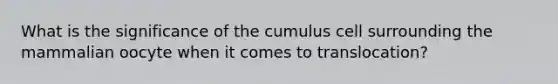 What is the significance of the cumulus cell surrounding the mammalian oocyte when it comes to translocation?