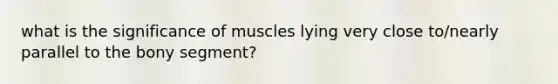 what is the significance of muscles lying very close to/nearly parallel to the bony segment?