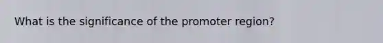 What is the significance of the promoter region?