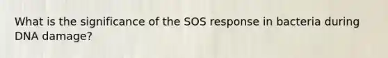 What is the significance of the SOS response in bacteria during DNA damage?