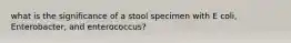 what is the significance of a stool specimen with E coli, Enterobacter, and enterococcus?