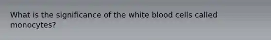 What is the significance of the white blood cells called monocytes?