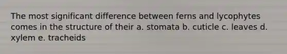 The most significant difference between ferns and lycophytes comes in the structure of their a. stomata b. cuticle c. leaves d. xylem e. tracheids